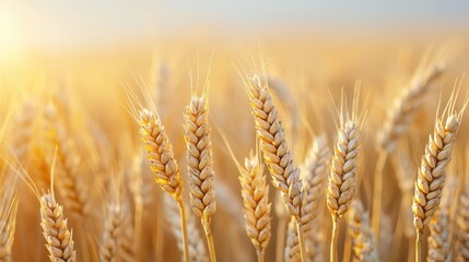 Fototapeta premium Golden Wheat Field in Sunset Light with Bokeh and Soft Background for Agriculture and Nature Themes