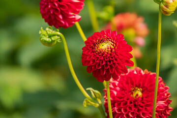 Lush garden filled with blooming red dahlias showcasing intricate petals under sunlight