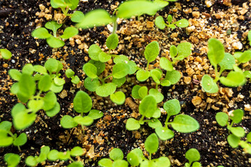 Delicate green seedlings push through dark soil, basking in sunlight and promising new beginnings