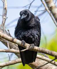 American crow