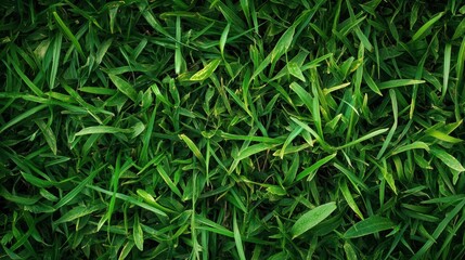 Fototapeta premium Close-up of fresh green grass with sharp blades in a natural texture