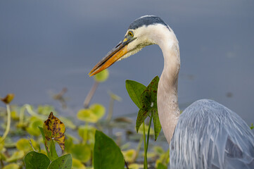 great blue heron