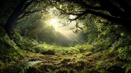 Naklejka premium Vivid forest clearing adventure enchanted woods nature photo lush environment ground perspective tranquil beauty