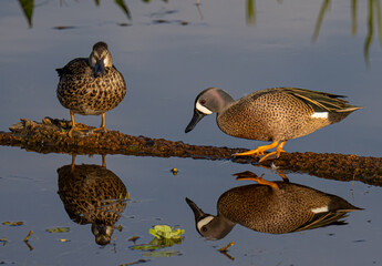 Drake and hen blue winged teal