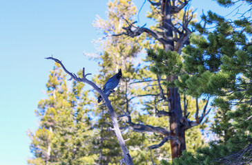 Steller's Jay Perched on a Pine Tree Branch in an Evergreen Forest in the Rocky Mountains