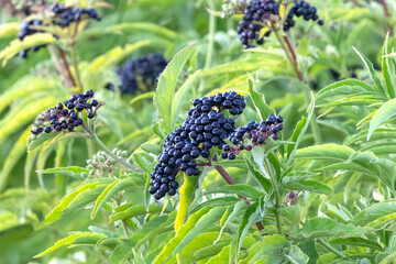 Blue berry and green leaves of Sambucus ebulus or danewort, dane weed, danesblood, walewort, dwarf elderberry, elderwort and blood hilder, blur beautiful natural background for wallpaper