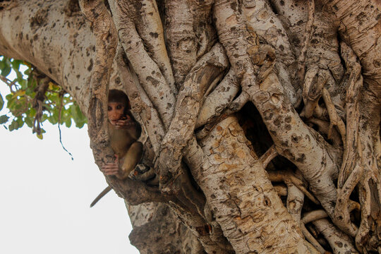 A monkey sits on a tree and looks straight at the camera. Mathura, India