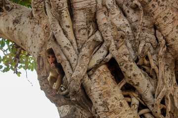 A monkey sits on a tree and looks straight at the camera. Mathura, India