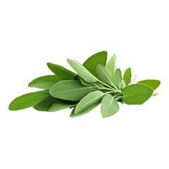 Fresh Sage Leaves Green Herb Sprig Culinary Ingredient Botanical food diet leaf plant spice black   