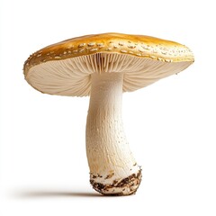 unique mushroom with big cap, with feet still dirty from the ground