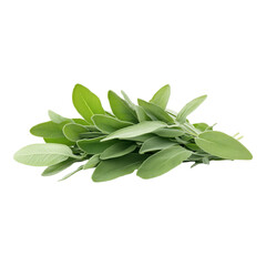 Fresh Sage Leaves Green Herb Sprig Culinary Ingredient Food Shot Plant Spice Aroma Taste Image Black