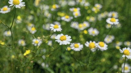 White wildflower of Matricaria chamomilla or Matricaria recutita or wild blue chamomile or scented mayweed in the field, alternative medicine use or herbal tea, green background