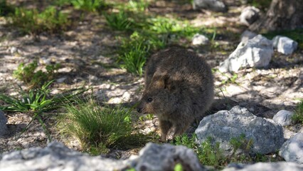 Cute quokka sitting on the ground at Rottnest Island, surrounded by nature
