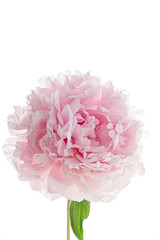 A pink peony blooms gracefully, revealing its layered petals in a vibrant natural setting
