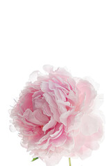 Delicate pink petals of a peony open gracefully, showcasing nature's beauty in tranquil light
