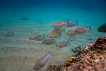 scuba diver and coral reef