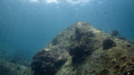underwater scene with coral reef
