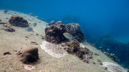 underwater scene with coral reef