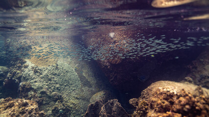 coral reef in the sea