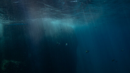 underwater scene with coral reef