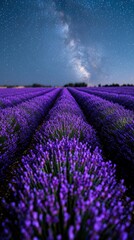 Obraz premium Majestic Lavender Field Under the Stars: Milky Way Galaxy Visible at Night. Serene Natural Beauty.