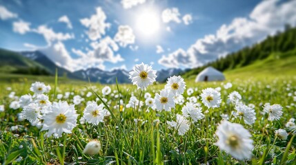 Beautiful White Wildflowers in a Lush Green Meadow Under a Bright Sun with Mountains in the Background