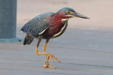 Green Heron on a dock during the early summer morning. 