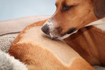 Dog licking wound or laceration. Puppy dog without cone trying to sooth pain or clean stitches. Pet...
