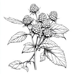 Detailed Line Drawing of Raspberries on Branch