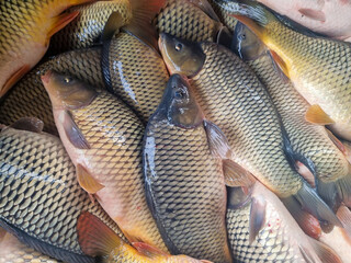 Close-up of many carp fish at the market