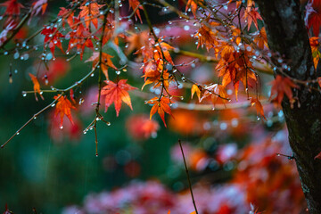 雨に濡れる紅葉