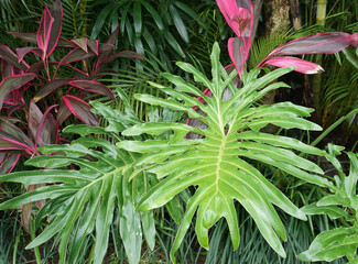 Philodendron bipinnatifidum at green garden © Solarisys