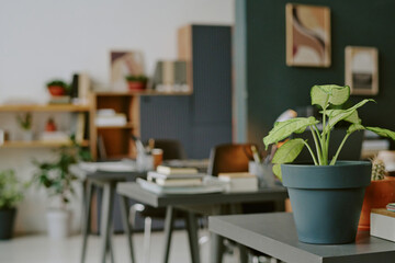 Medium close up of small light green ficus planted in royal gray clay pot on desk in office