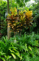 Codium variegated at green garden © Solarisys