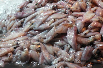 Squids are fascinating marine creatures belonging to the class Cephalopoda, which also includes octopuses, cuttlefish, and nautiluses. 