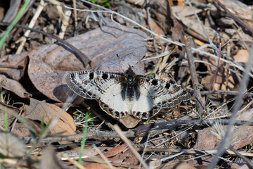 Papilionidae / Yalancı Apollo / False Apollo / Archon apollinus