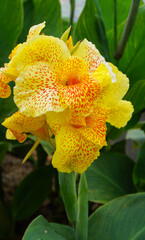 Canna Yellow King Humbert thrives in warm, moist conditions with full to partial sun exposure.