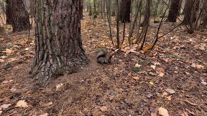 In a city park, a squirrel with a fluffy tail came down from a tree, digging in the ground and searches among dry branches, fallen needles and leaves for seeds of cones and plants for food. Cloudy