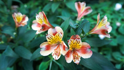 Alstroemeria aurea Graham. Golden lily of the Incas. Alstroemeriaceae.