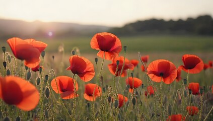 Obraz premium Field of Red Flowers Under Cloudy Sky Field of red poppies