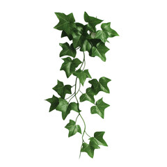 Lush green ivy vine gracefully cascading vibrant foliage