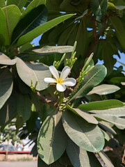 water lily in the garden
