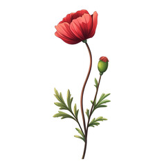 A vibrant red poppy flower with a bud stands tall delicate beauty in bloom
