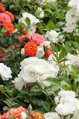 Roses bush in the garden. Flower petals rose bud.