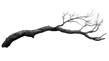 The Tree's Embrace: A monochrome representation of a weathered tree branch, its skeletal structure reaching out with an air of resilience and stark beauty