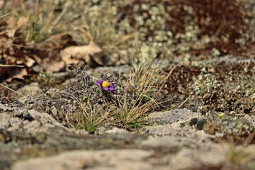 Gewöhnliche Küchenschelle (Pulsatilla vulgaris) im Nationalpark Kellerwald