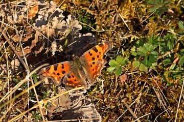 C-Falter (Polygonia c-album) auf Magerrasen im März