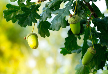 Three acorns hang on tree branches in the sun. Eco concept, wild forest conservation for animals