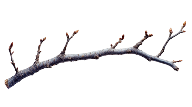 Branching Out: A detailed close-up of a bare tree branch with tiny buds, showcasing nature's resilience and the promise of new life.