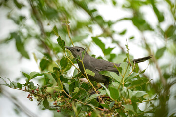A Gray Catbird bird perched on a tree branch in summer Florida shrubs